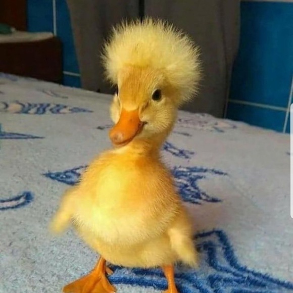 Meet your Posher, Vincent - Picture 1 of 1